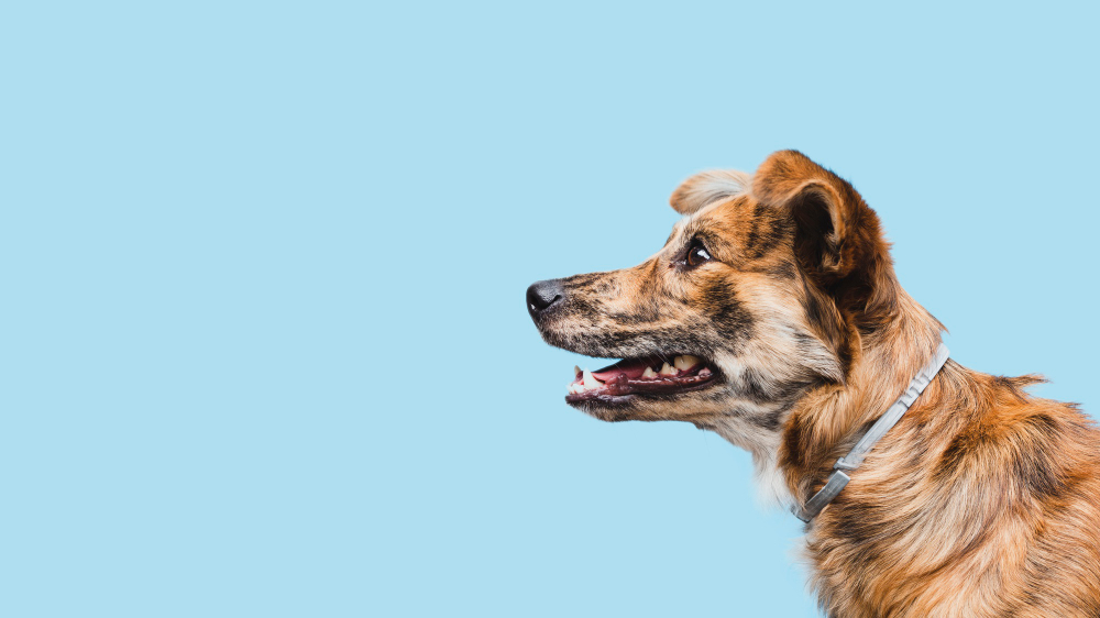 A happy dog enjoying life